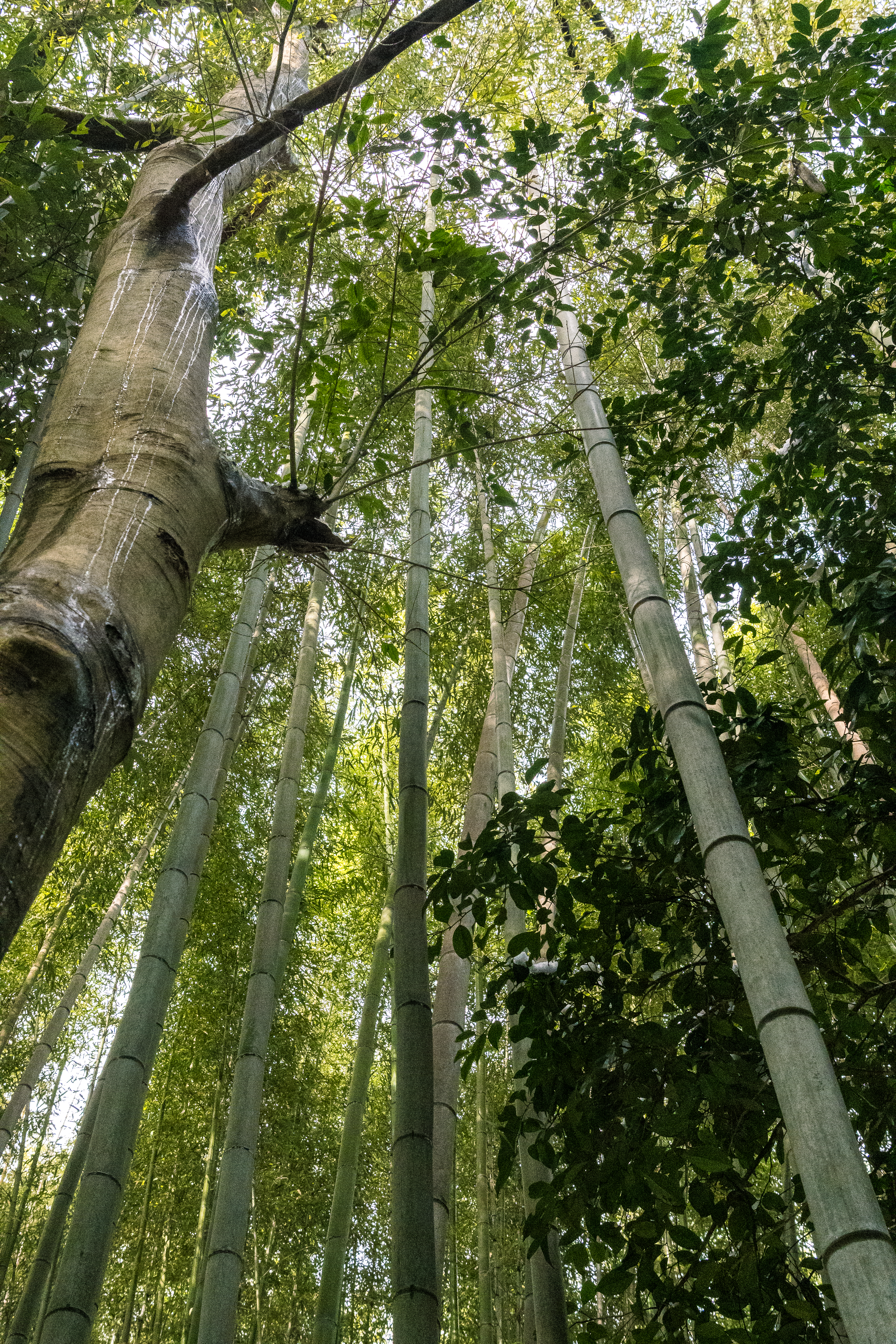 Arashiyama Bamboo Forest